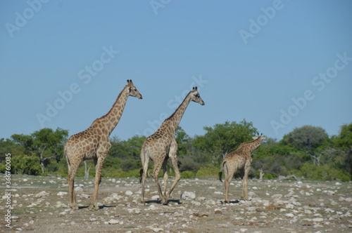 Wild African Giraffes in Etosha National Park in Namibia © ChrisOvergaard