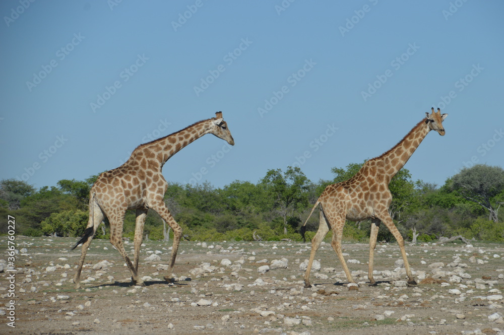 Obraz premium Wild African Giraffes in Etosha National Park in Namibia