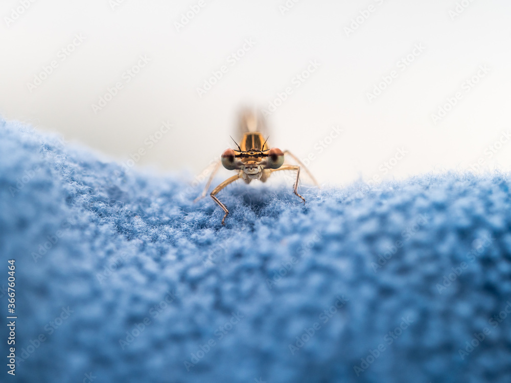 Eine gelbe Libelle sitzt auf einen blauen Gewebe und schaut mit ihren großen Augen direkt in die Kamera. Eine gelbe Libelle sitzt auf einen blauen Gewebe und schaut mit ihren großen Augen direkt in die Kamera.
