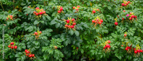 Berries of a dog-rose on a bush.