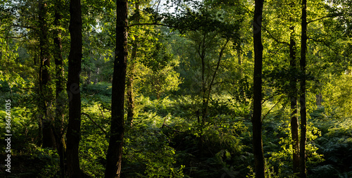 Beautiful woodland landscap...