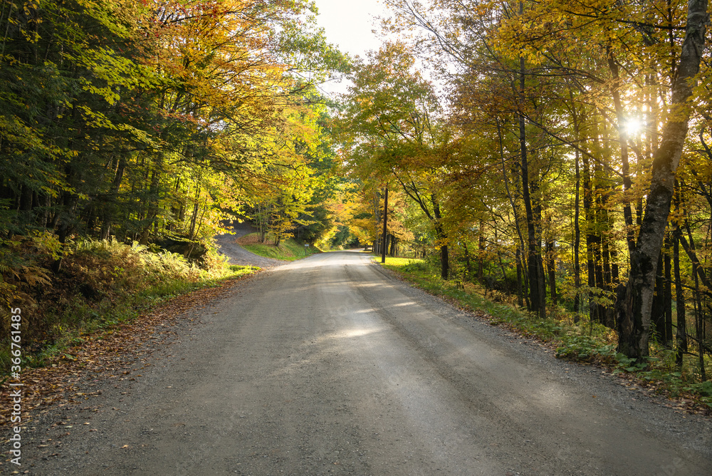 Fototapeta premium Tree lined unmade road in the countryside at sunset. Sunbeams are filtering through the tree branches.