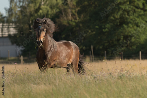 Pferd auf der Sommerweide © Ingairis