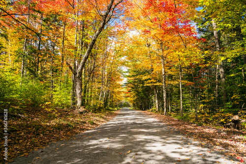 Unpaved back road through a deciduous forest on a sunny autumn morning. Stunning fall fogliage. Groton State Forest, VT, USA. © alpegor