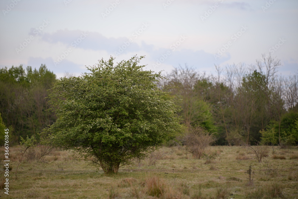 a single spring tree in the glade