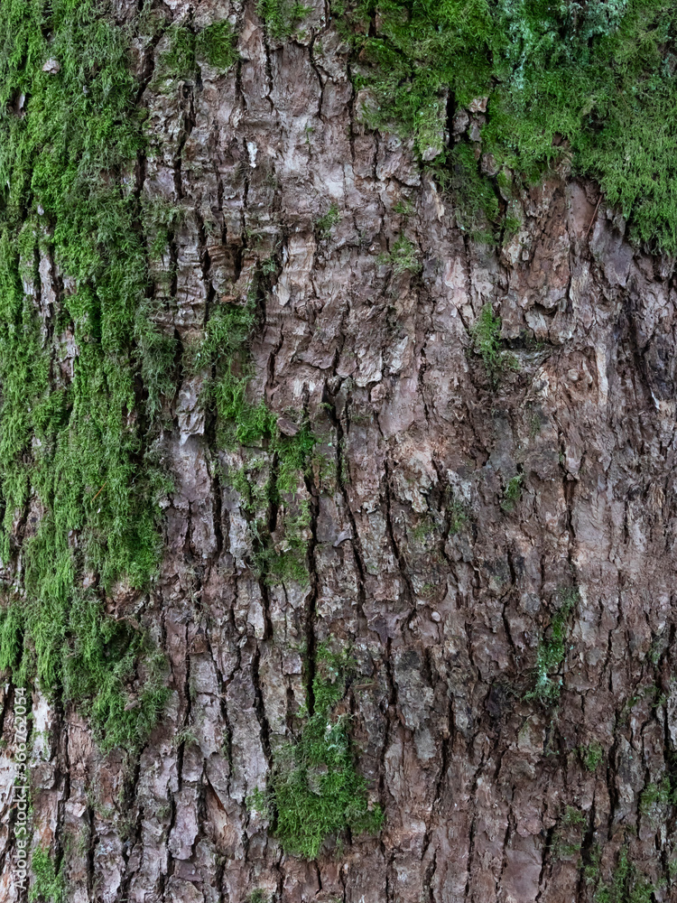 tree bark with green moss close up background, texture