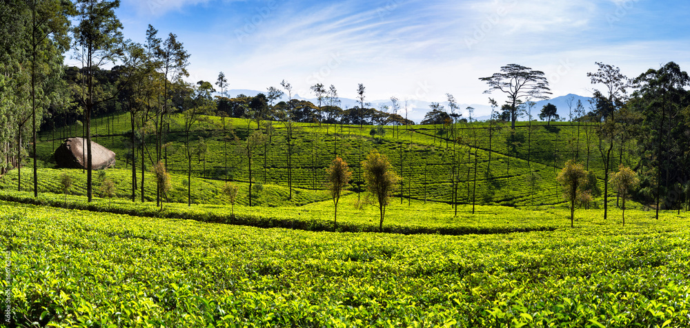 The Loolecondera estate was the first tea plantation estate in Sri Lanka (Ceylon) started in 1867 by Scotsman James Taylor, it is situated in Kandy, Sri Lanka.