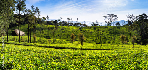 The Loolecondera estate was the first tea plantation estate in Sri Lanka  Ceylon  started in 1867 by Scotsman James Taylor  it is situated in Kandy  Sri Lanka.