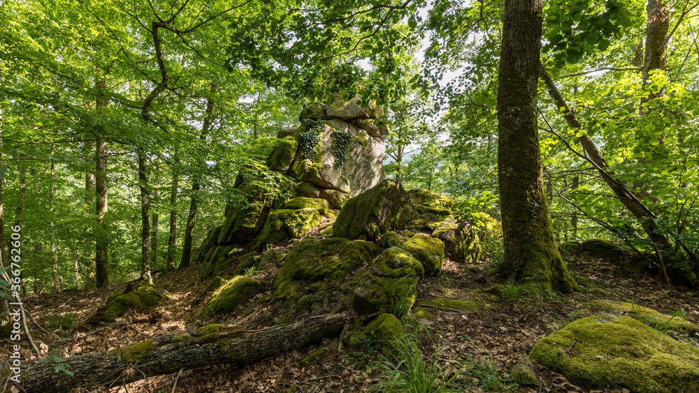 Moss in the tree in the forest