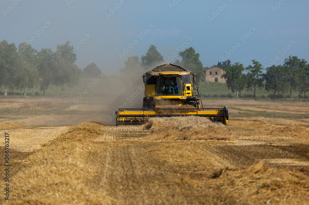Obraz premium Trebbiatura grano