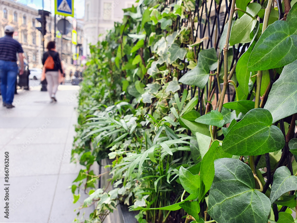 Vertical gardening. Fence of greenery on the summer terrace of a cafe. Vertical gardening. Fence of greenery on the summer terrace of a cafe.