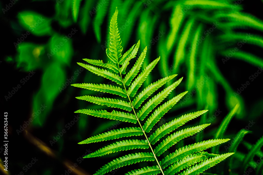 Fern leaf close-up nature concept idea background. House decoration .gardening concept idea Fern leaf close-up nature concept idea background. House decoration .gardening concept idea