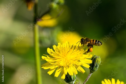 Fényképezés Yellow sow thistle flowers, being pollinated by a busy bee collecting pollen for honey
