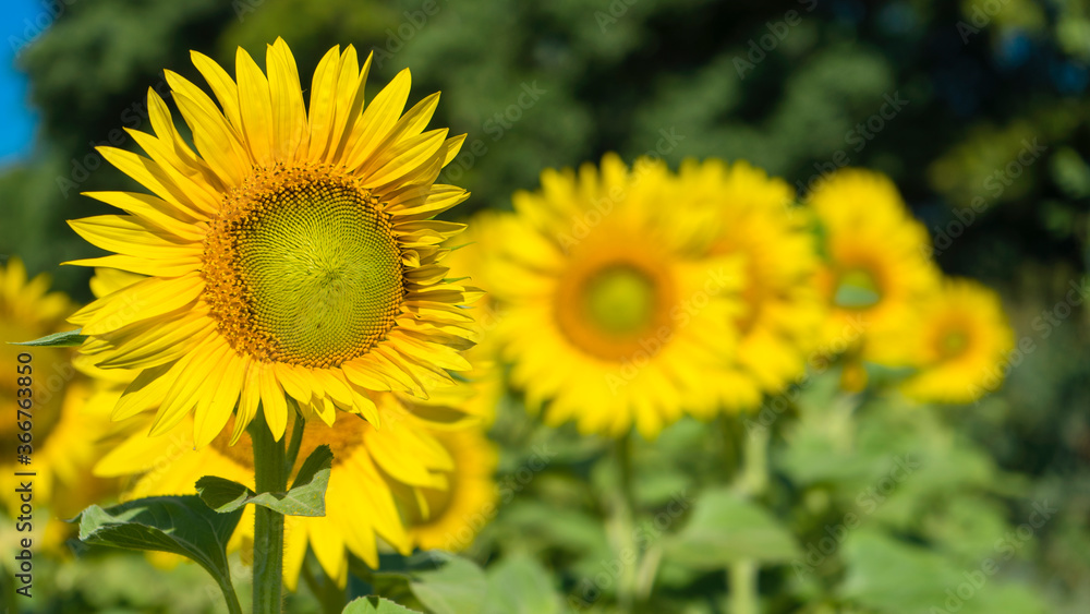 Sunflower field Background with selective focus. Sun day. Sunflower field Background with selective focus. Sun day.