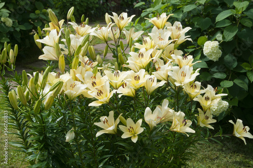 Yellow lily flowers in a garden
