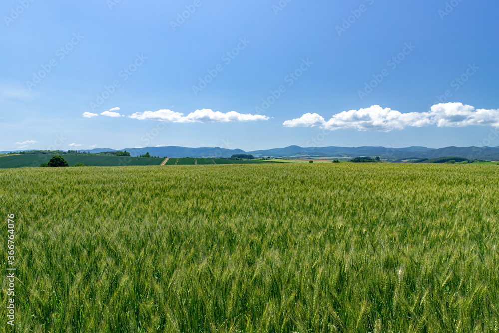 北海道　美瑛町の夏の風景