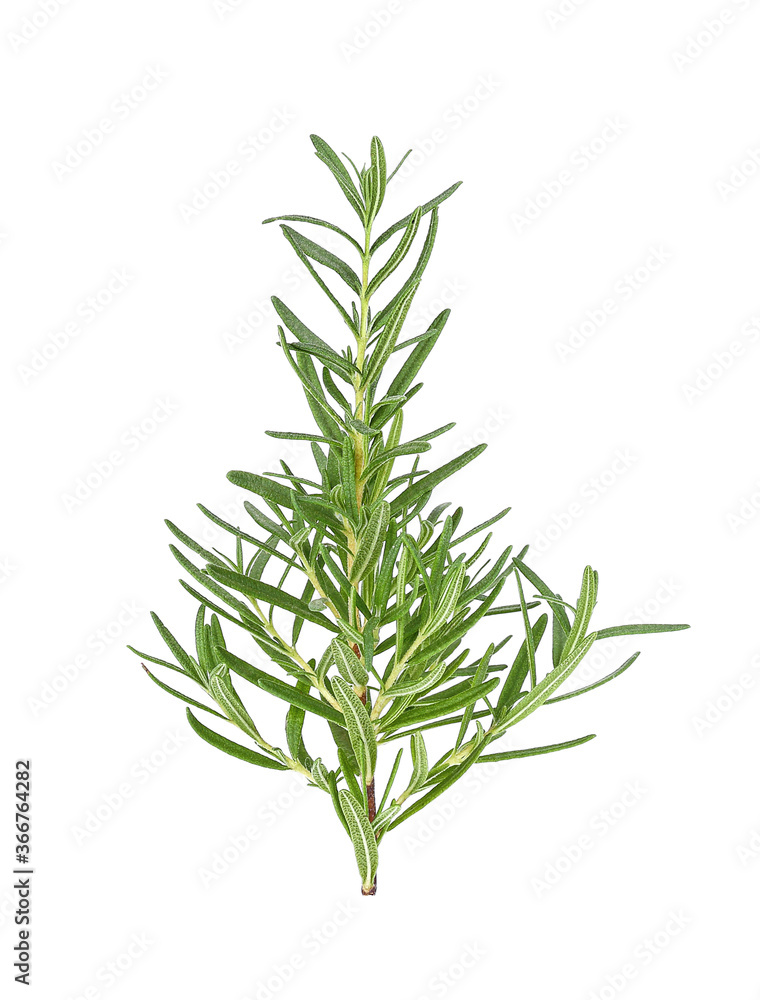 Obraz premium Rosemary isolated on white background,