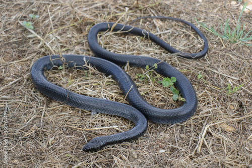 Obraz na płótnie Large black snake w salonie