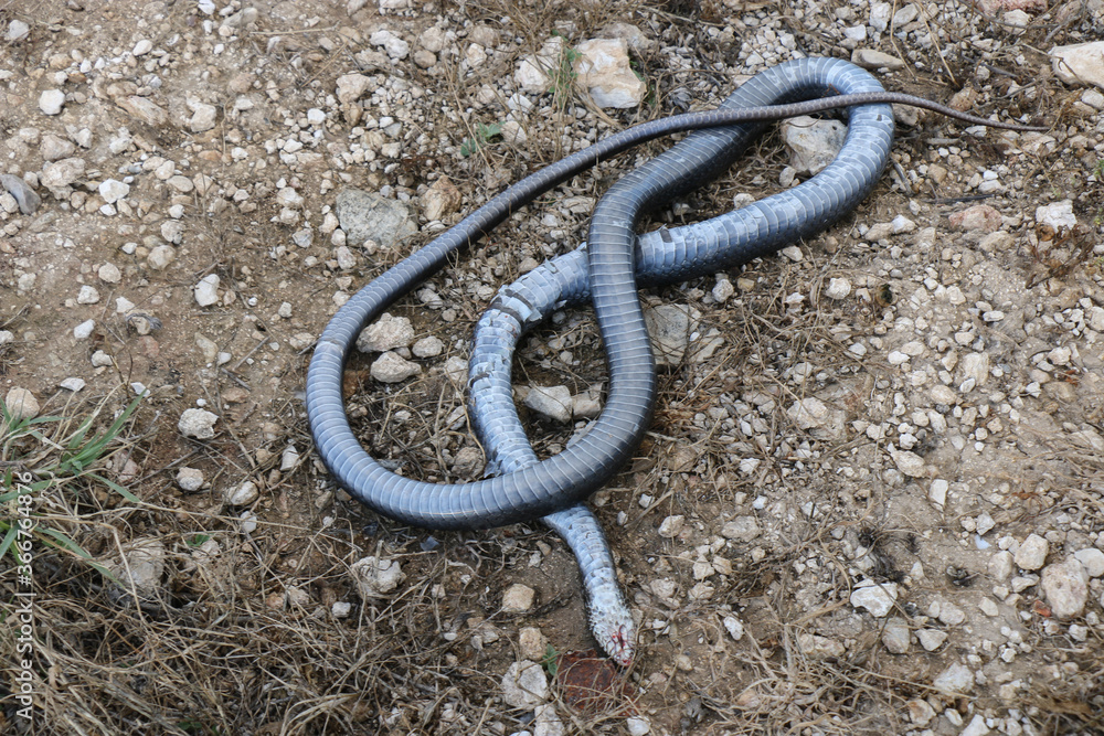 dead snake