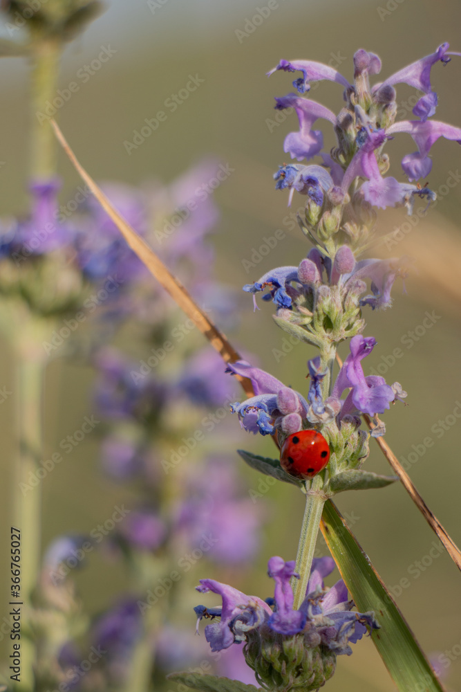 Red beetle on a purple flower