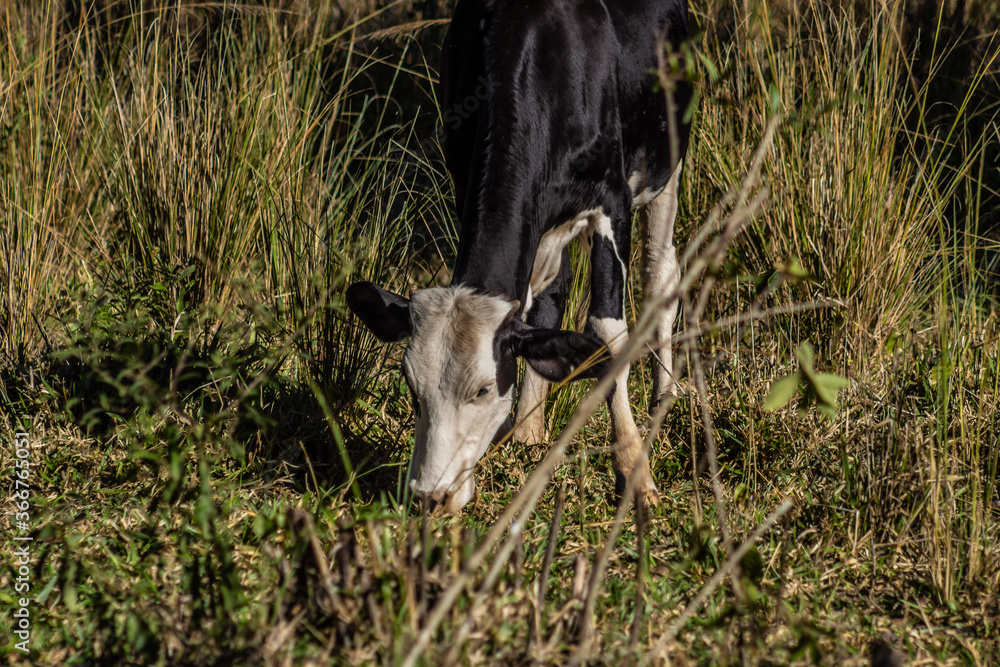 Uma vaca malhada no pasto se alimentando. Uma vaca malhada no pasto se alimentando.