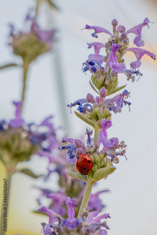 Red beetle on a purple flower
