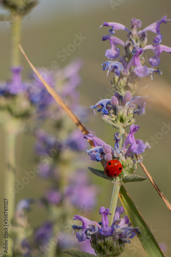 Obraz na płótnie Red beetle on a purple flower w salonie