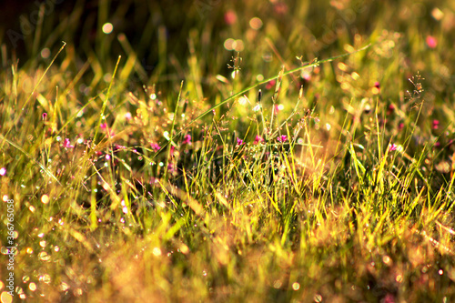 grass in the morning