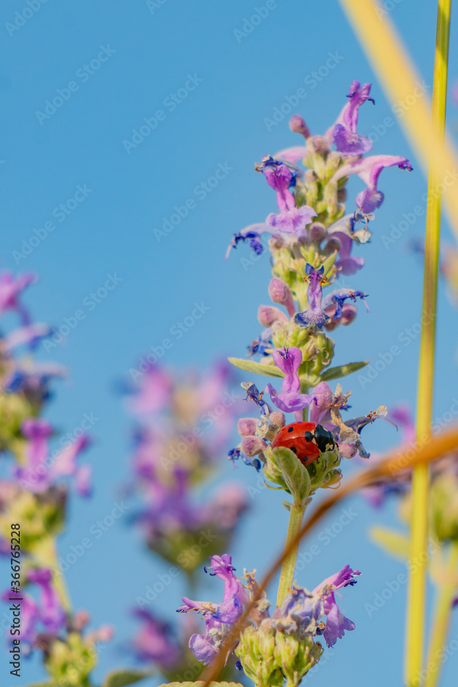 Red beetle on a purple flower