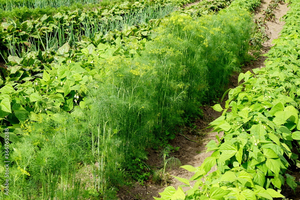 Vegetable garden where onions grow green beans and dill Vegetable garden where onions grow green beans and dill
