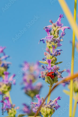 Obraz na płótnie Red beetle on a purple flower w salonie