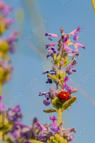 Obraz na płótnie Red beetle on a purple flower w salonie