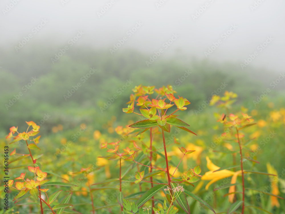 Obraz premium OLYMPUS DIGITAL CAMERA