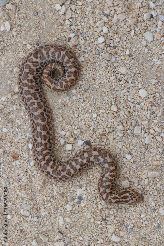 Boa snake is small and beautiful
