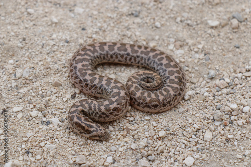 Boa snake is small and beautiful