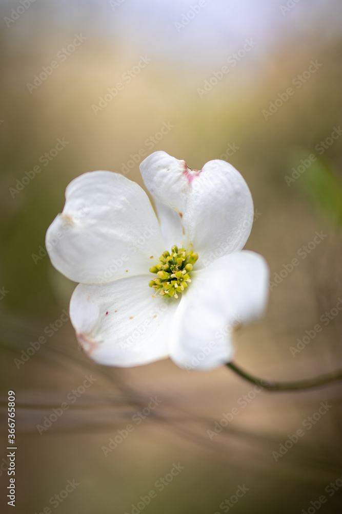 tree flower tree flower
