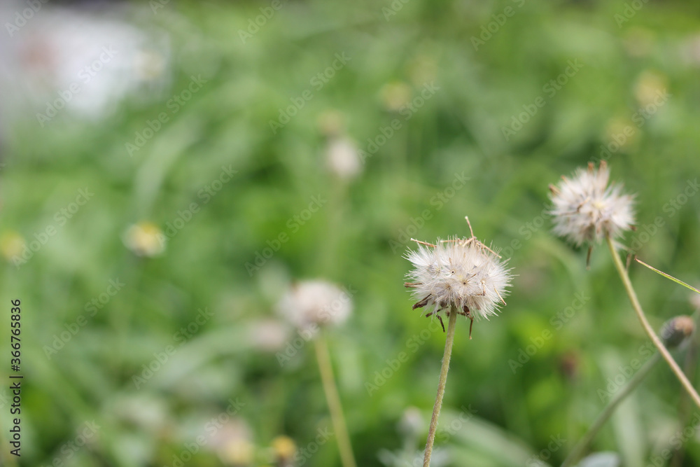 Sensitive focus flowers dry grass flowers with green blur background with copy space. Sensitive focus flowers dry grass flowers with green blur background with copy space.