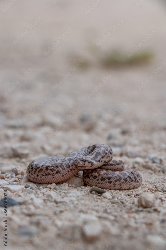 Boa snake is small and beautiful