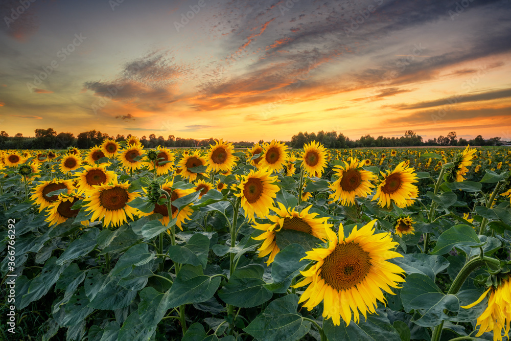 Obraz premium Beautiful sunset over sunflower field