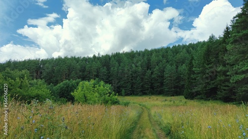 blue sky with clouds over dense green forest