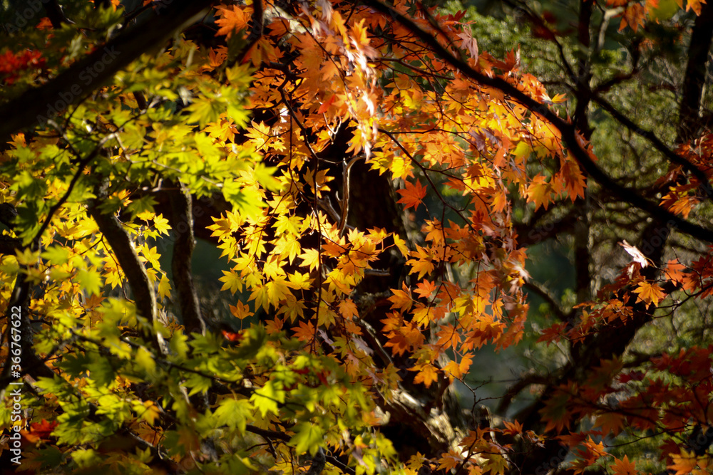 信州北アルプス上高地、秋晴れの日差しに輝く黄金色、黄緑色、黄色、赤色のもみじの葉。メープル。木漏れ日。