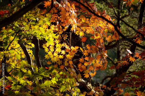 信州北アルプス上高地、秋晴れの日差しに輝く黄金色、黄緑色、黄色、赤色のもみじの葉。メープル。木漏れ日。