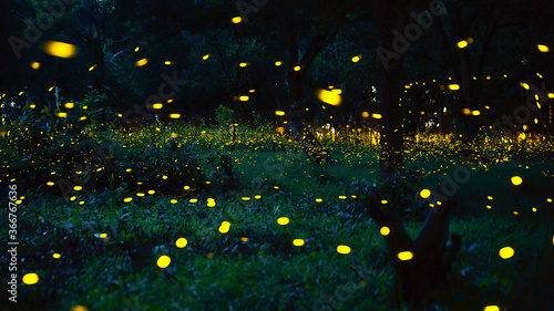 Firefly flying in the forest. Fireflies in the bush at night in Prachinburi Thailand. Long exposure photo.   © VR Studio