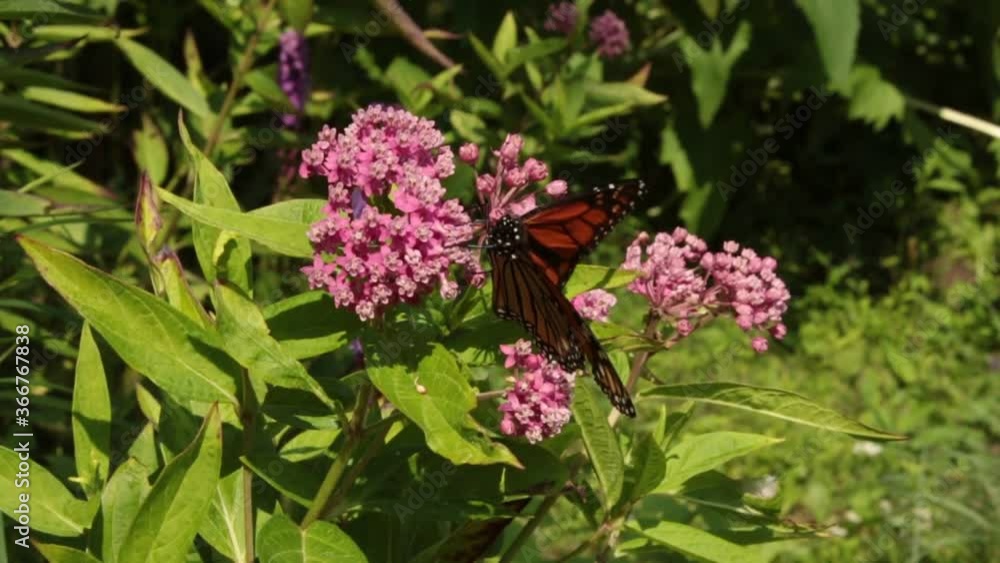 Monarch butterfly pollinates rose milkweed wildflowers in summer garden