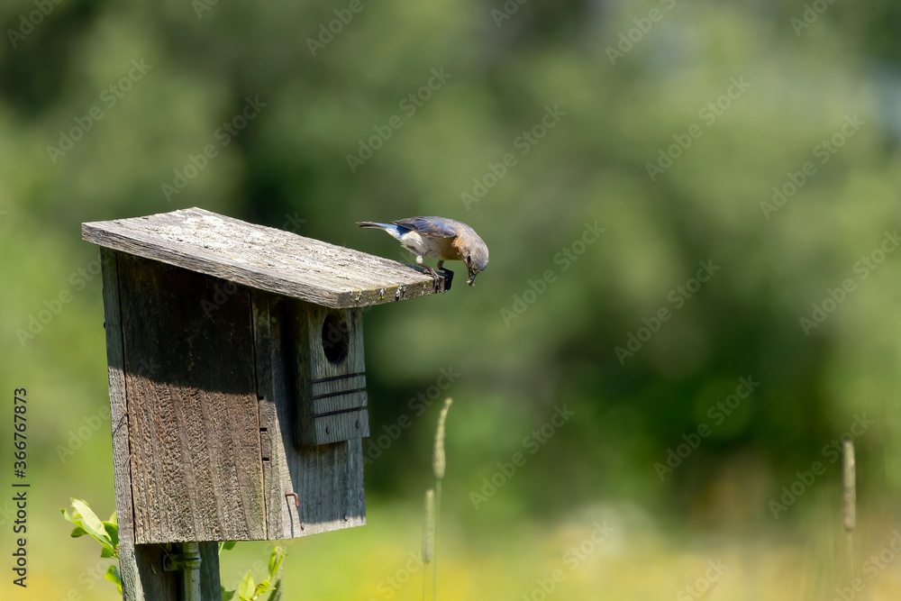 Naklejka premium Eastern Bluebirds bring food to the young
