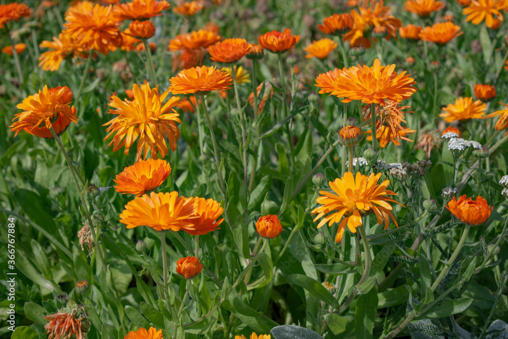 field of orange flowers