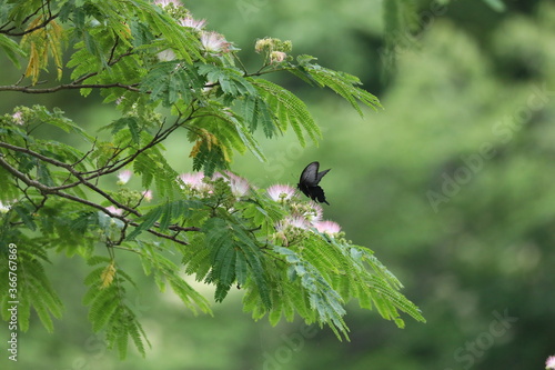 ネムノキとカラスアゲハ photo