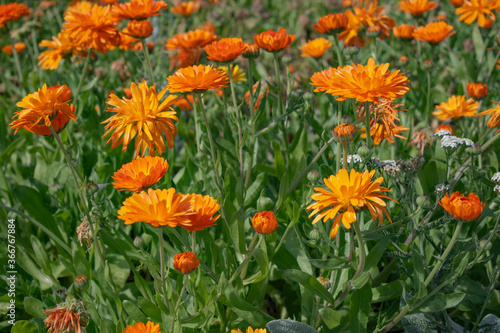 field of orange flowers © mmk