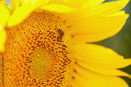 Beautiful blooming sunflower with bee  closeup view