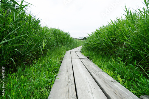 자연공원 갯벌에 자란 야생 풀들 사이에 만들어진 나무다리 산책로 Tree bridge trails made between wild grasses grown on tidal flats in nature park 